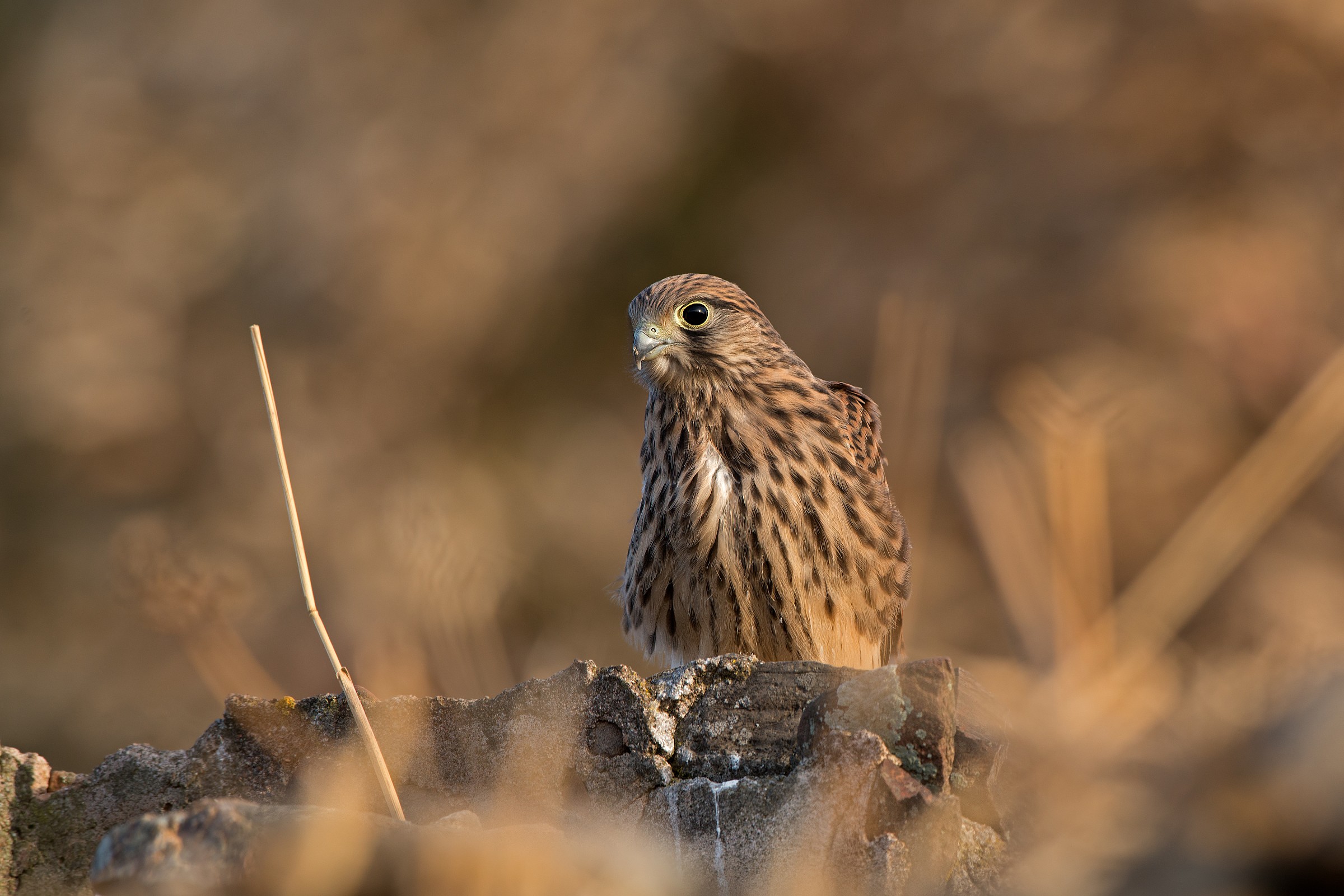 kestrel-young of the year.