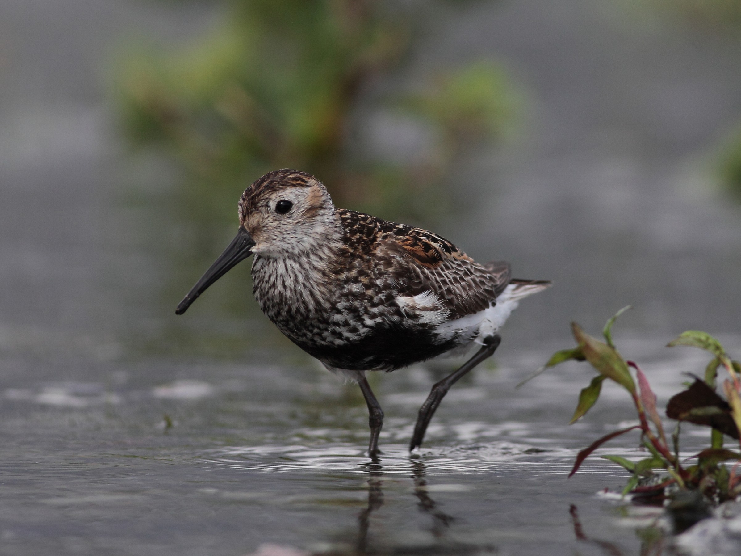 Piovanello pancianera