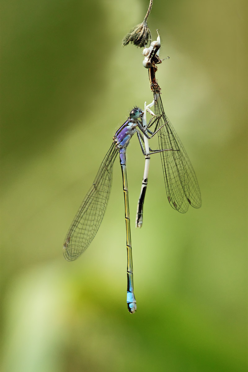 Masterchef (Ischnura elegans - Platycnemis pennipes)