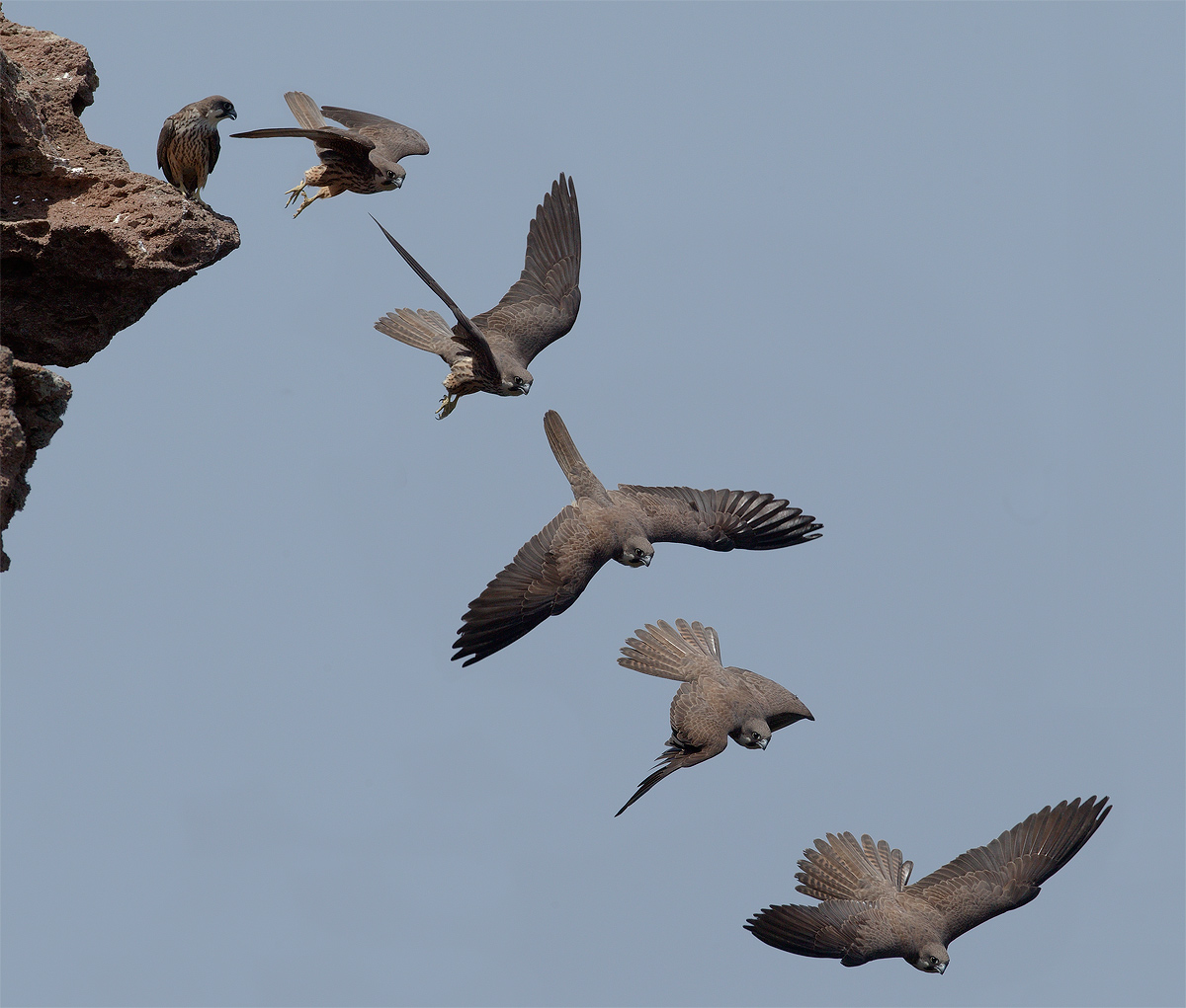 Falco della regina sequenza di volo