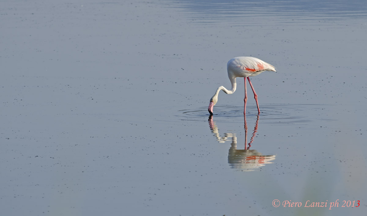 Specchio delle mie brame