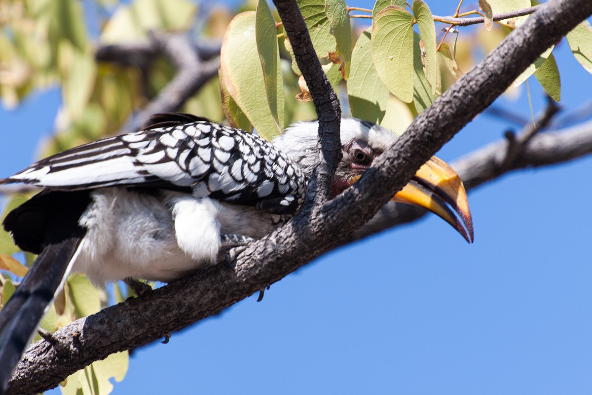 Yellow-billed Hornbill