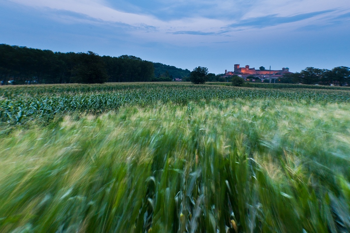 Maize in the wind ..
