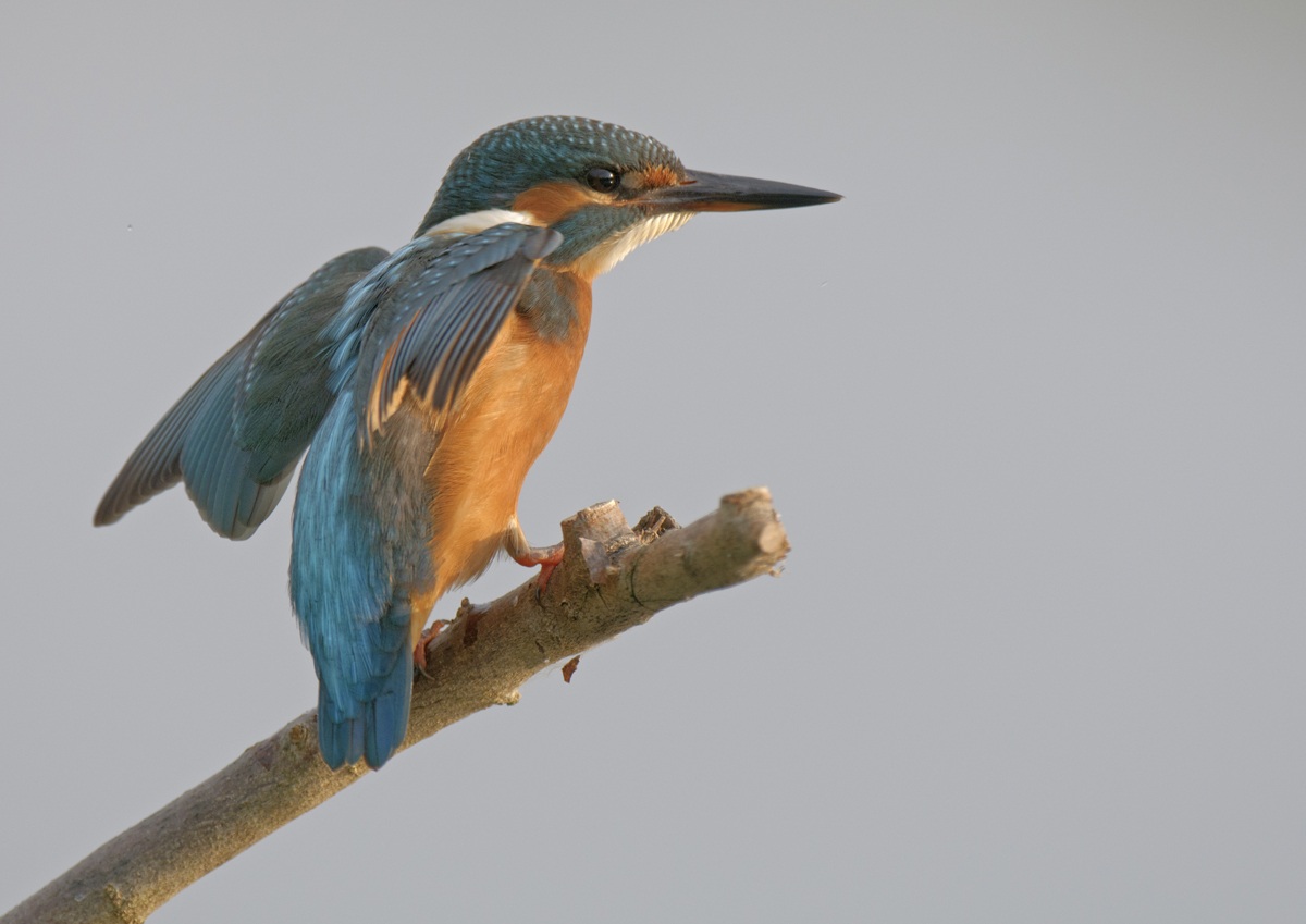 kingfisher