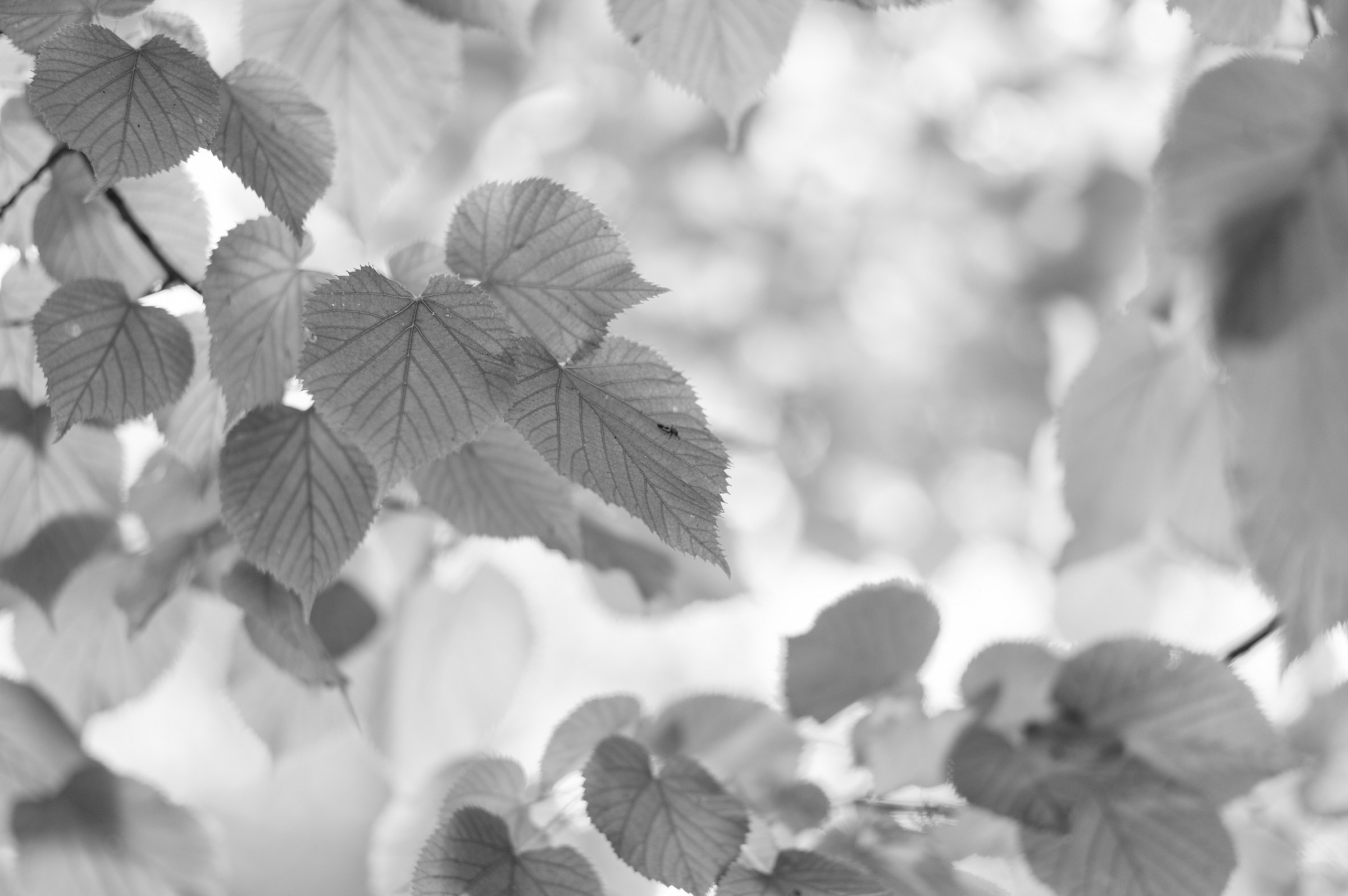 Foliage Monochrom 02