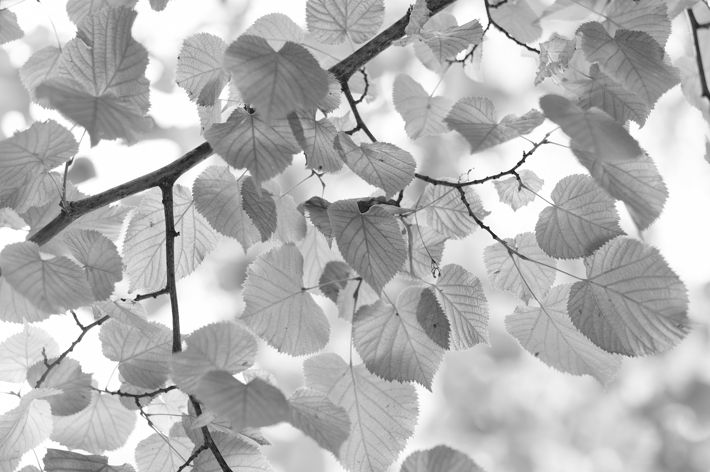 Foliage Monochrom 03