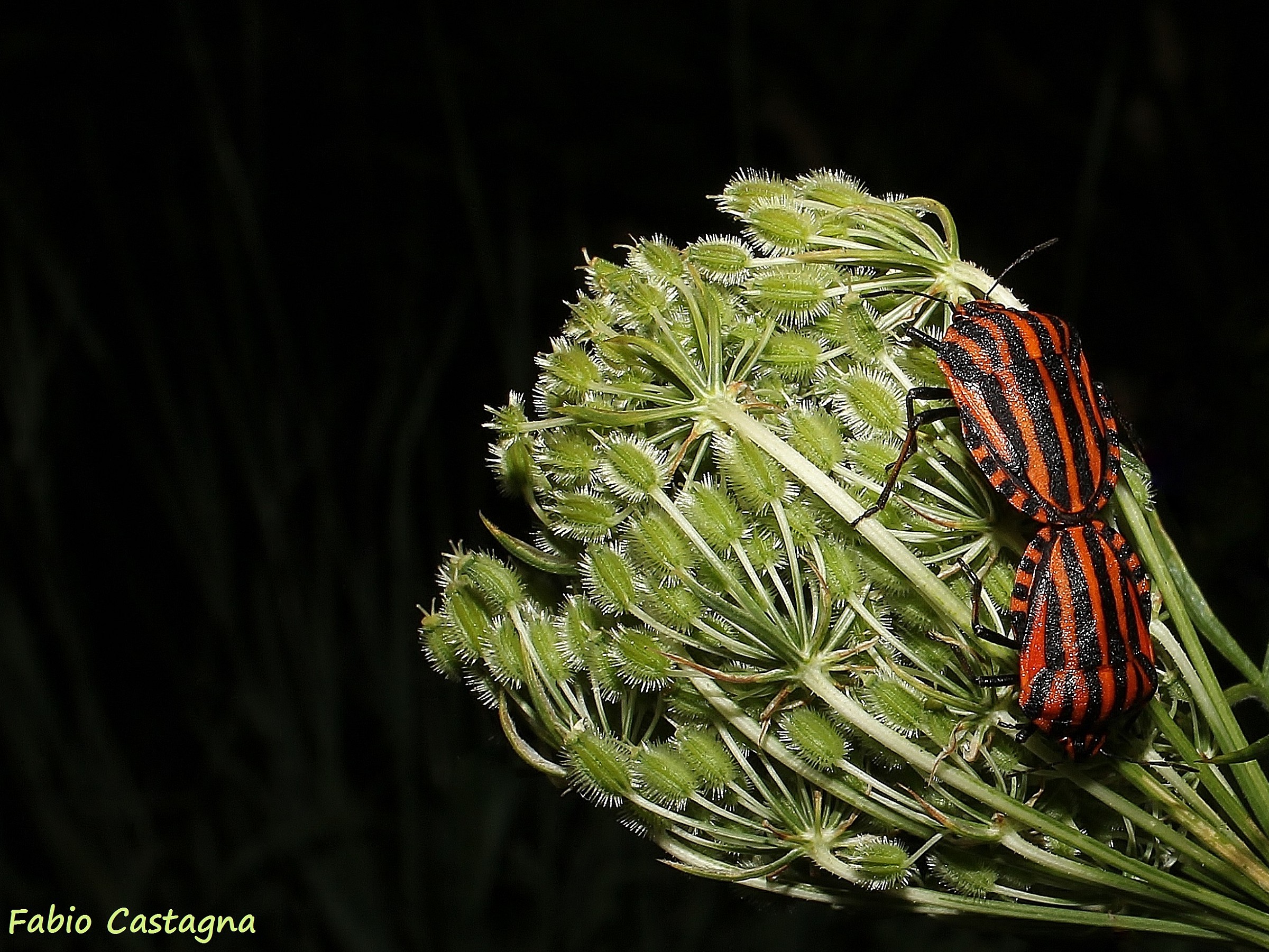Together on a flower