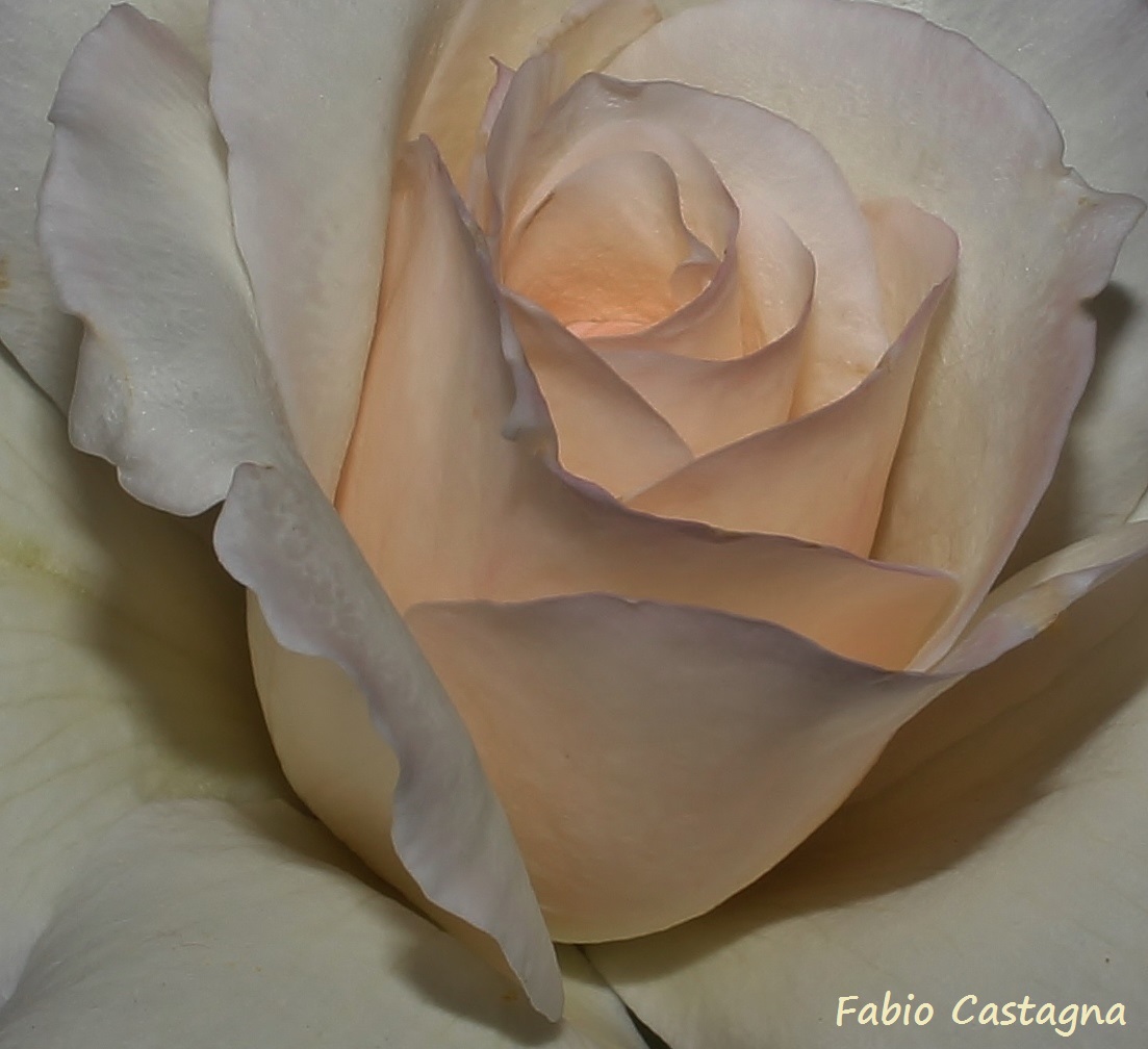 Enchanting elegance ...