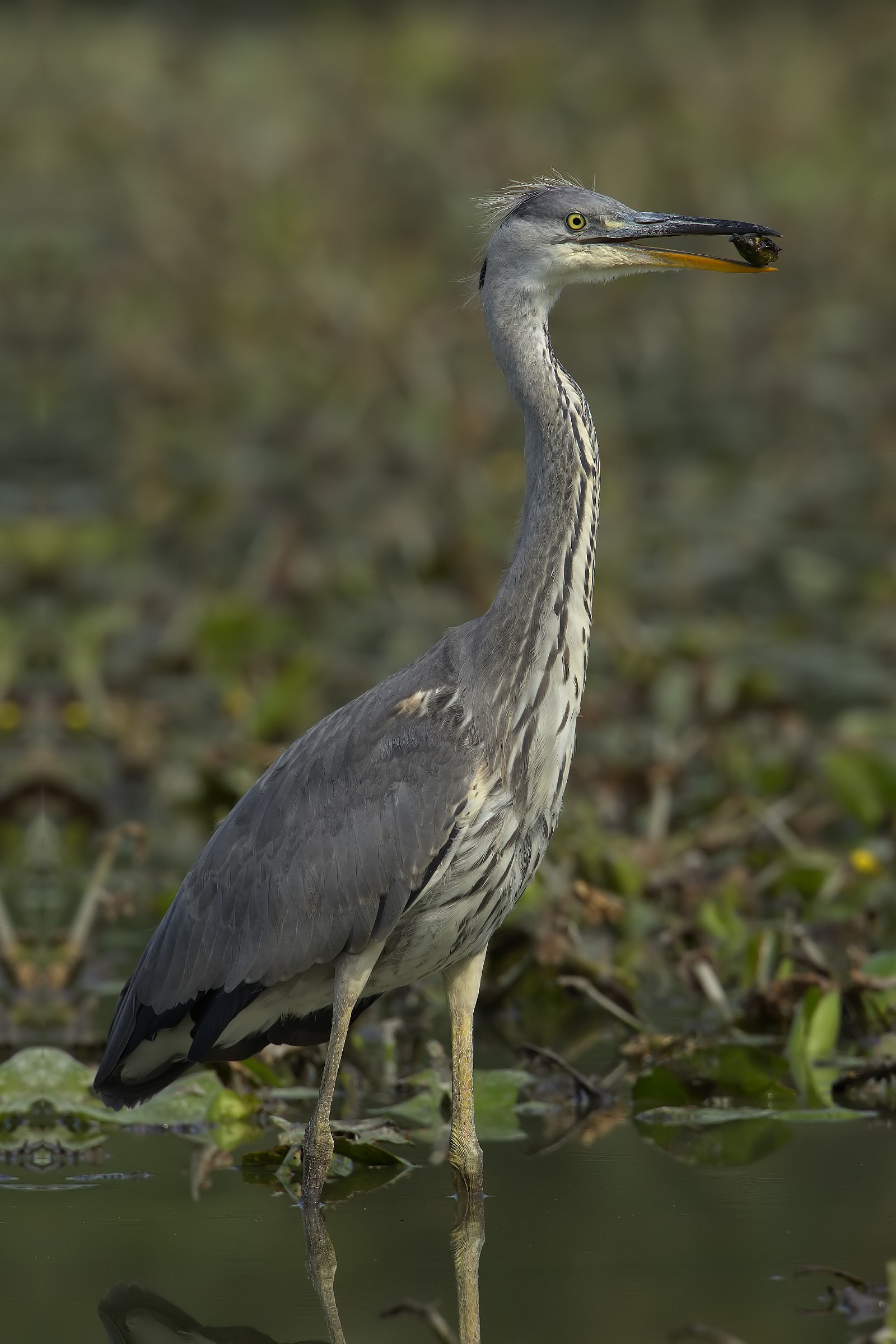 Grey Heron (3000px)