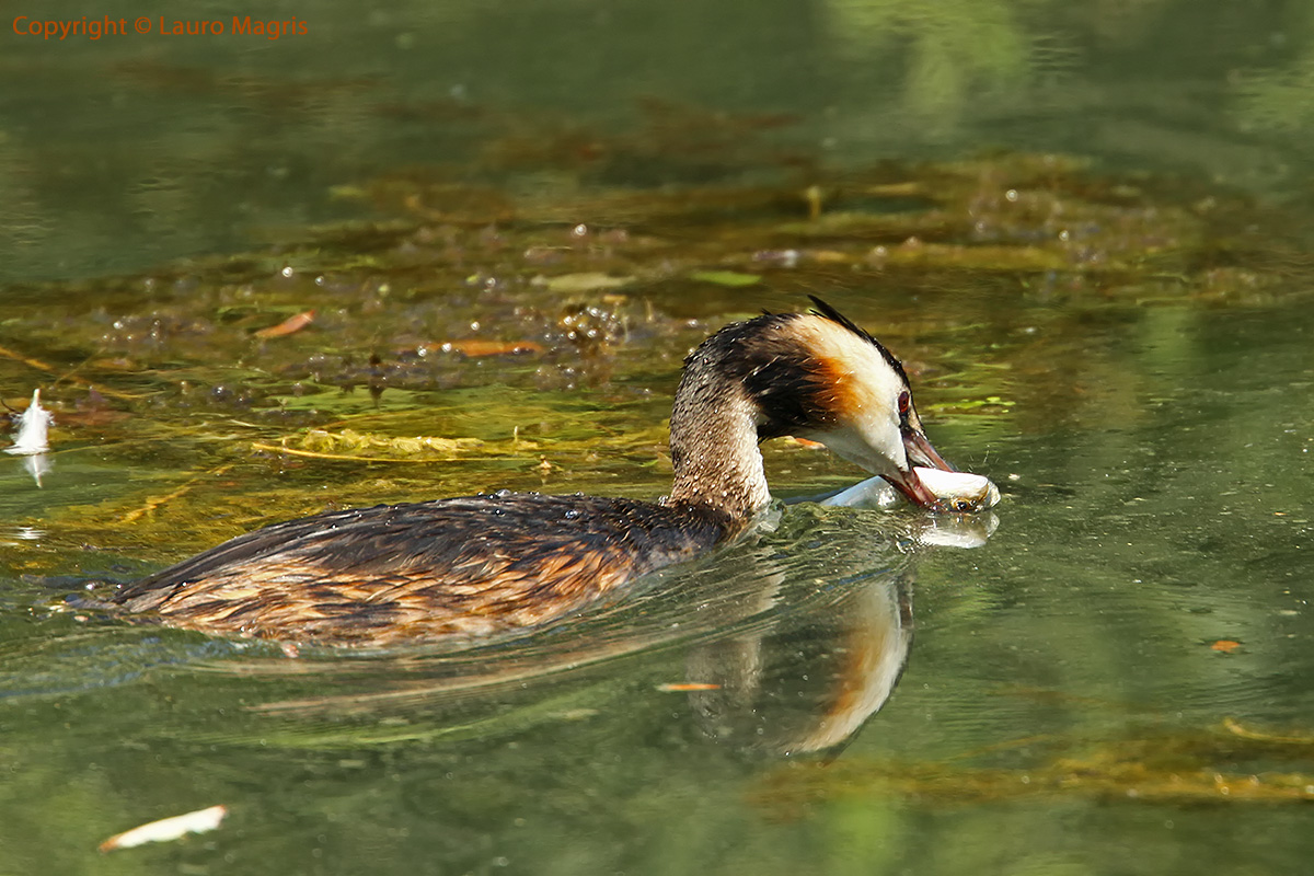 Grebe with fish