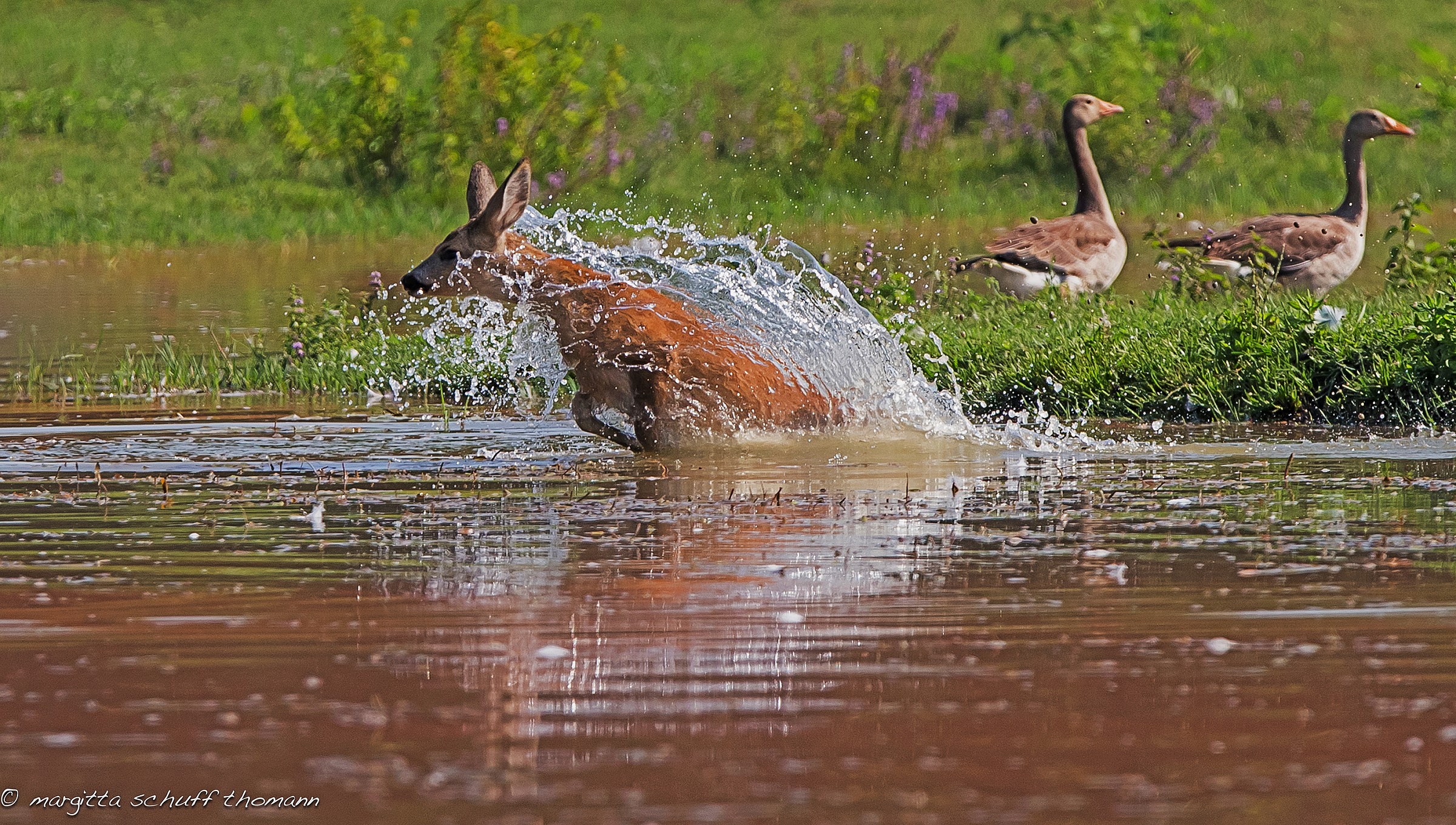 con questo caldo ci voleva un bel bagno...