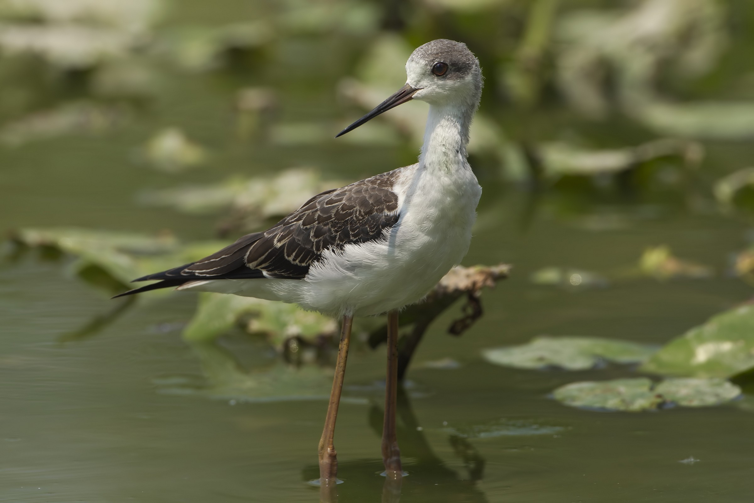 Knight of Italy (4000px)