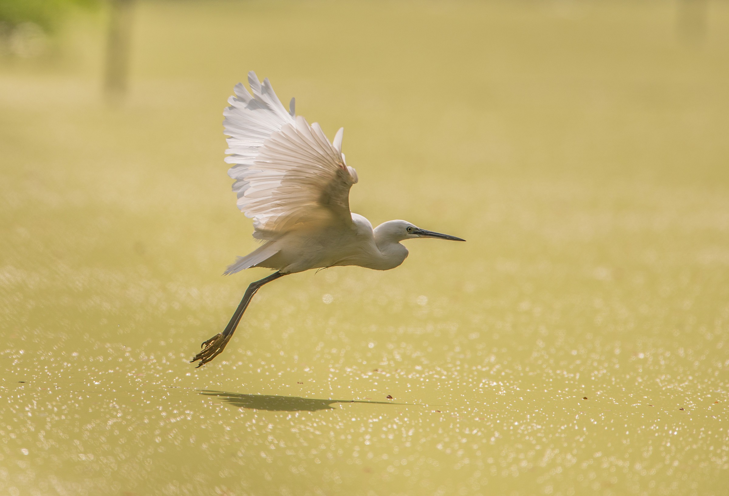 Garzetta con il sole a picco