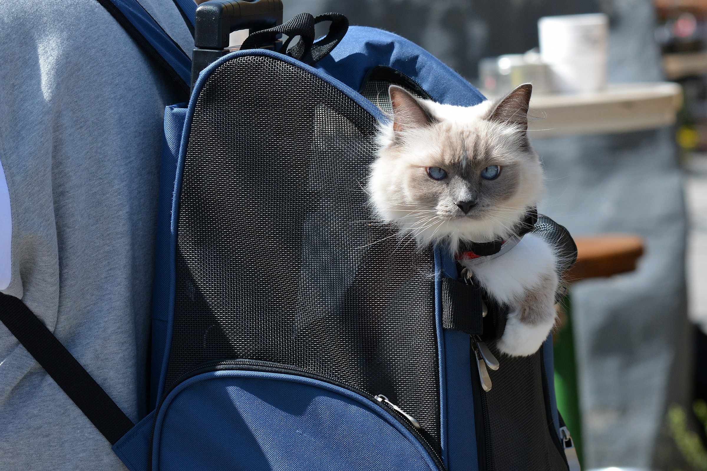 vacaza in with my master