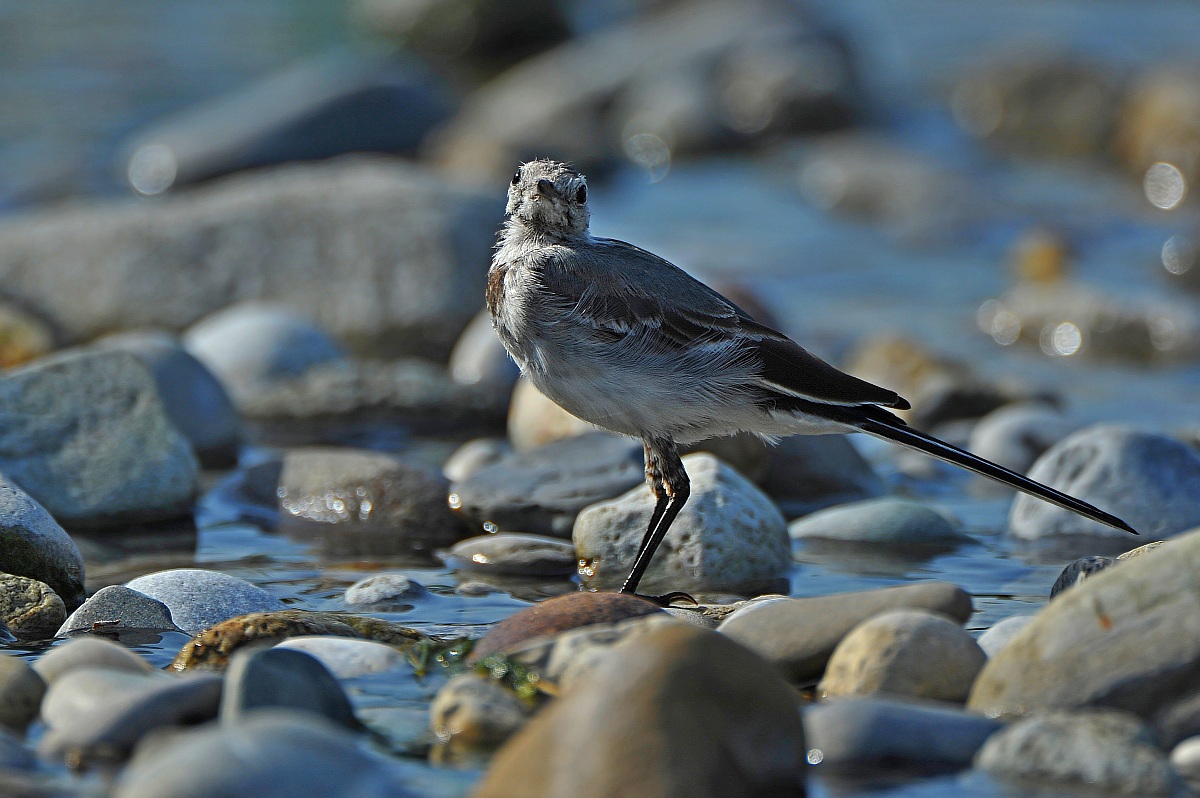 Ballerina bianca - Juv.