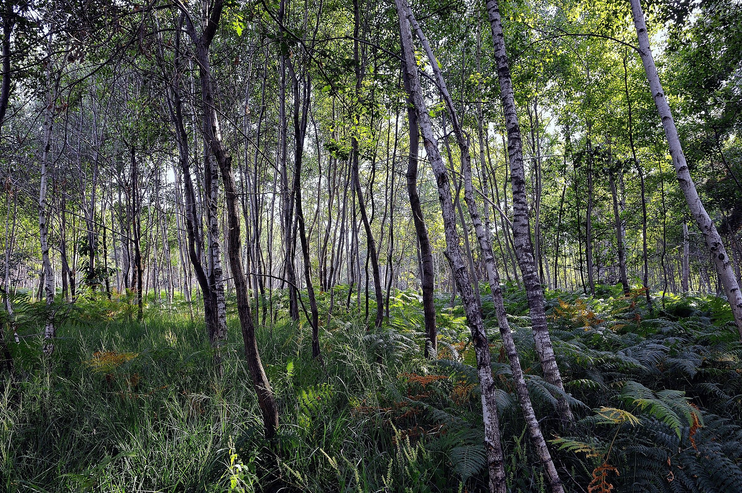 The forest Mezzomerico