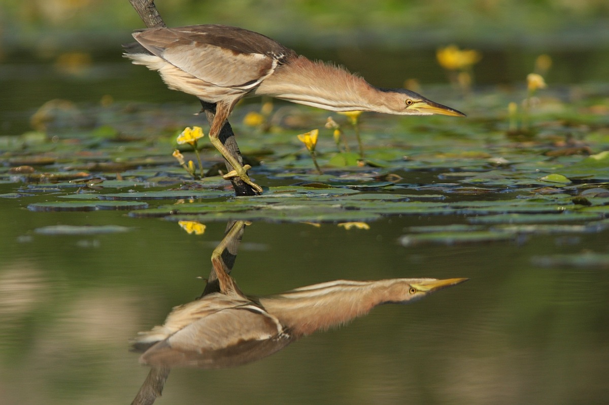 Doppia concentrazione