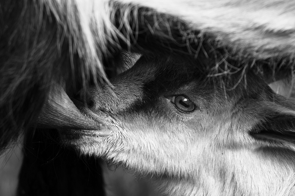 e' l'ora della pappa