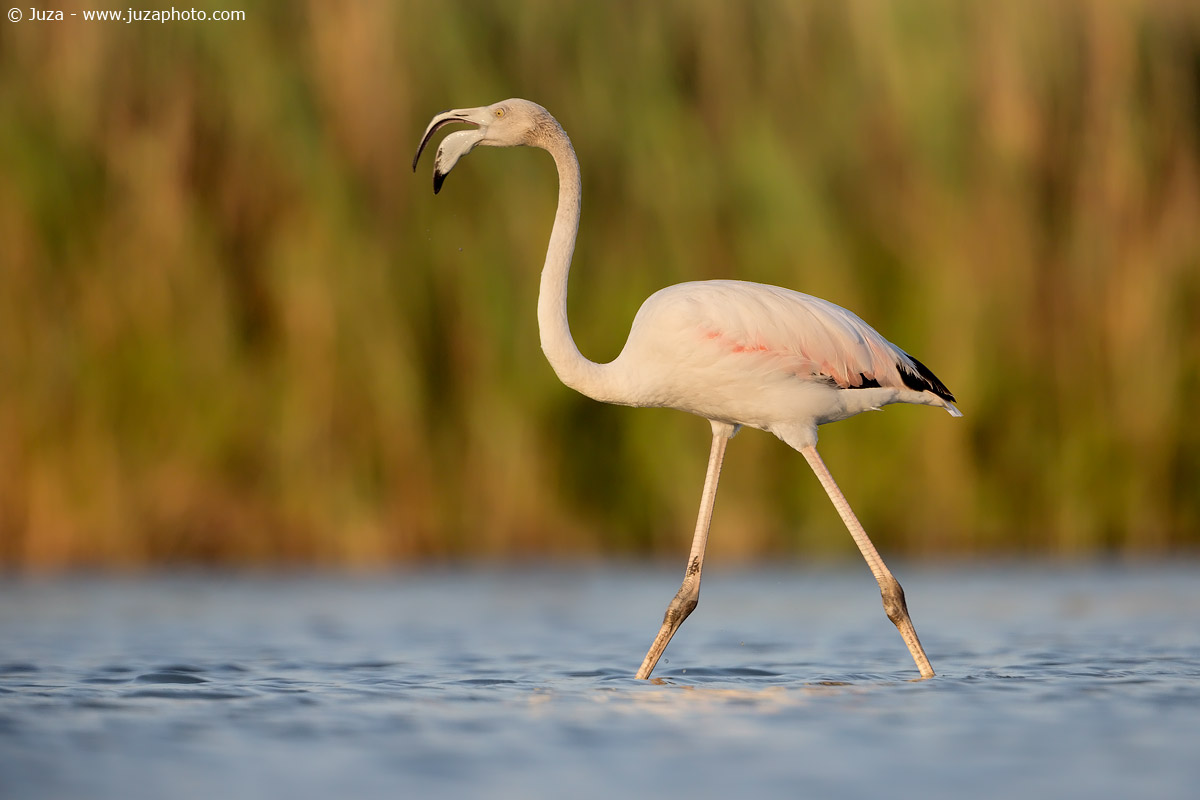 Flamingos in the Camargue, 017,225