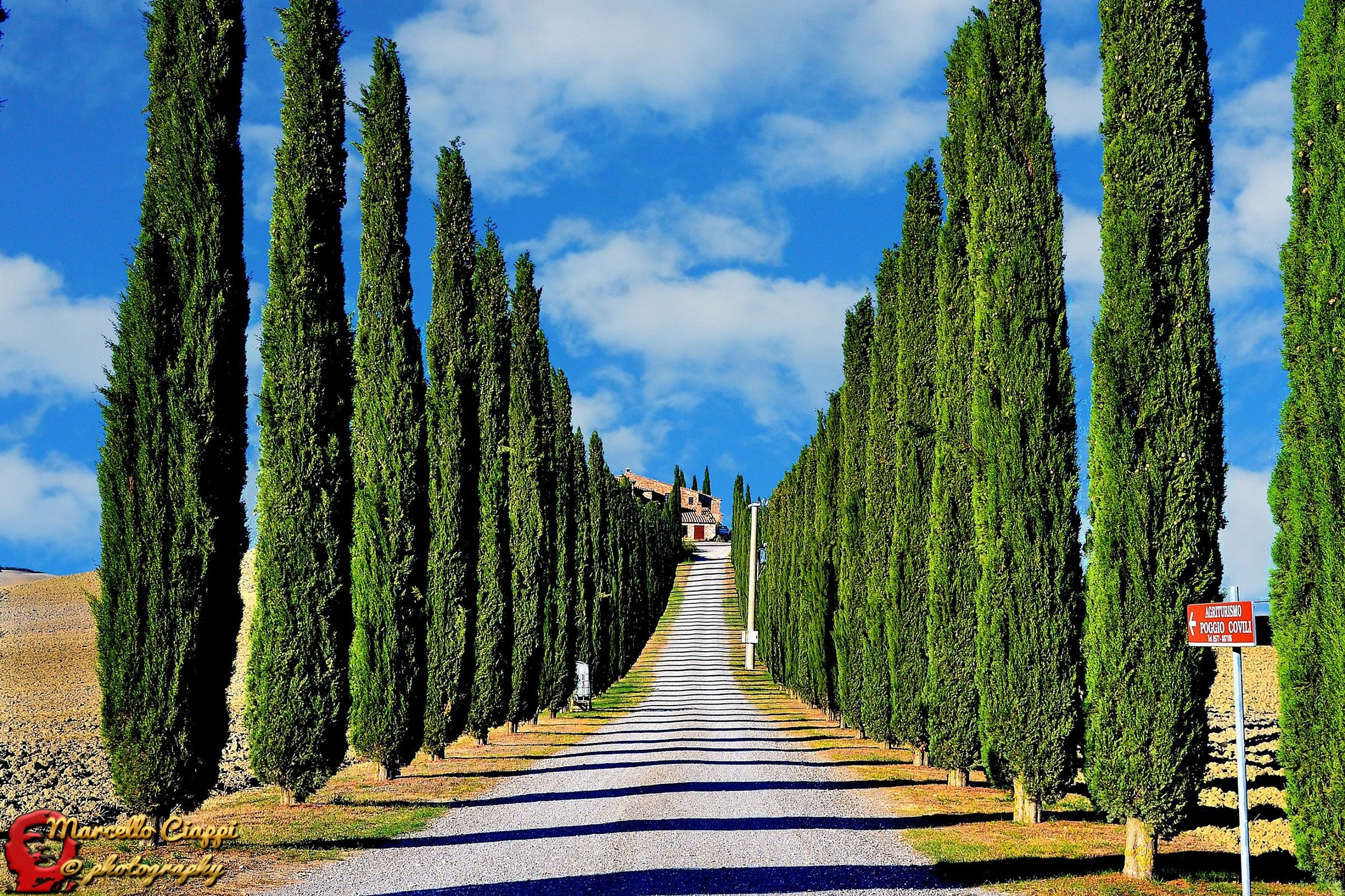 Cipressi in duplice filar....   --  Cypress trees in tw