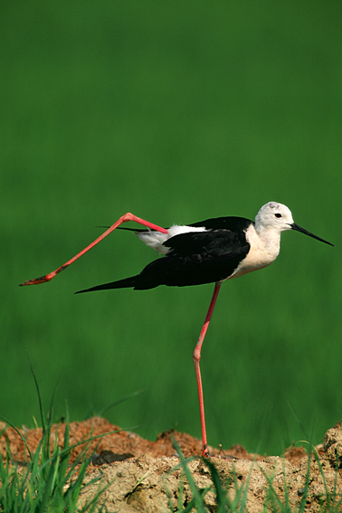 eleganza del cavaliere d'italia
