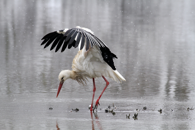 Cicogna Bianca...con neve