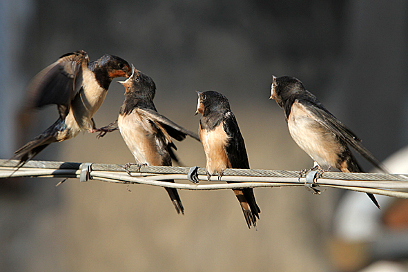 tra i due litiganti....RONDINE comune