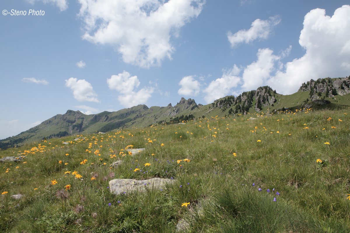 Arnica in Lagorai