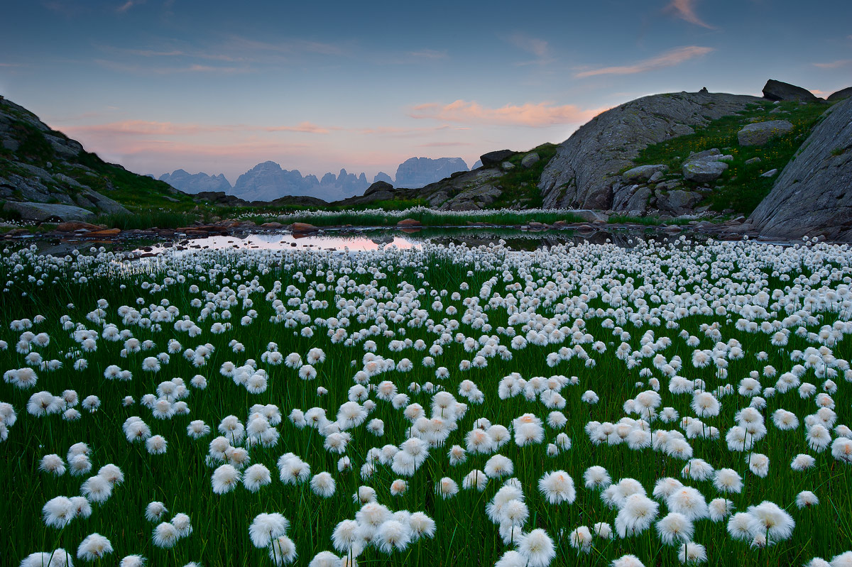Cotton grass ...