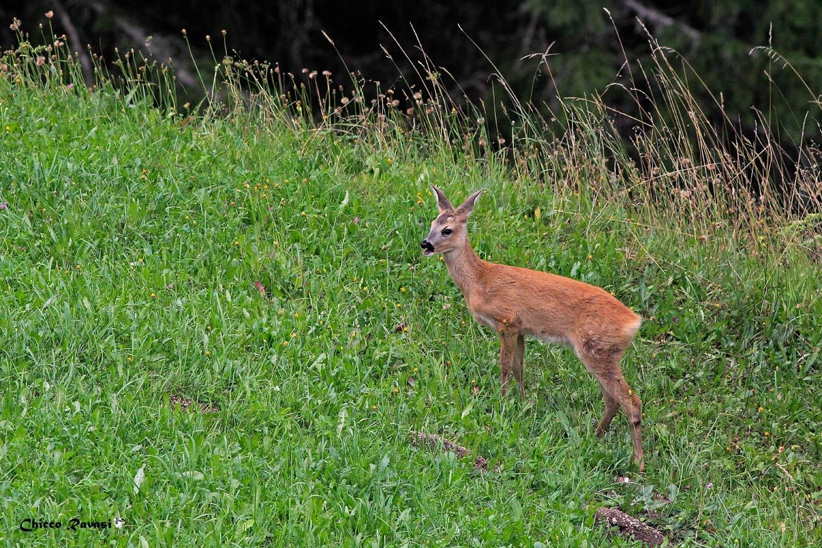 Young deer at dawn