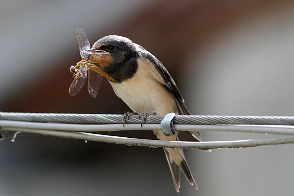 Immaturo di rondine comune