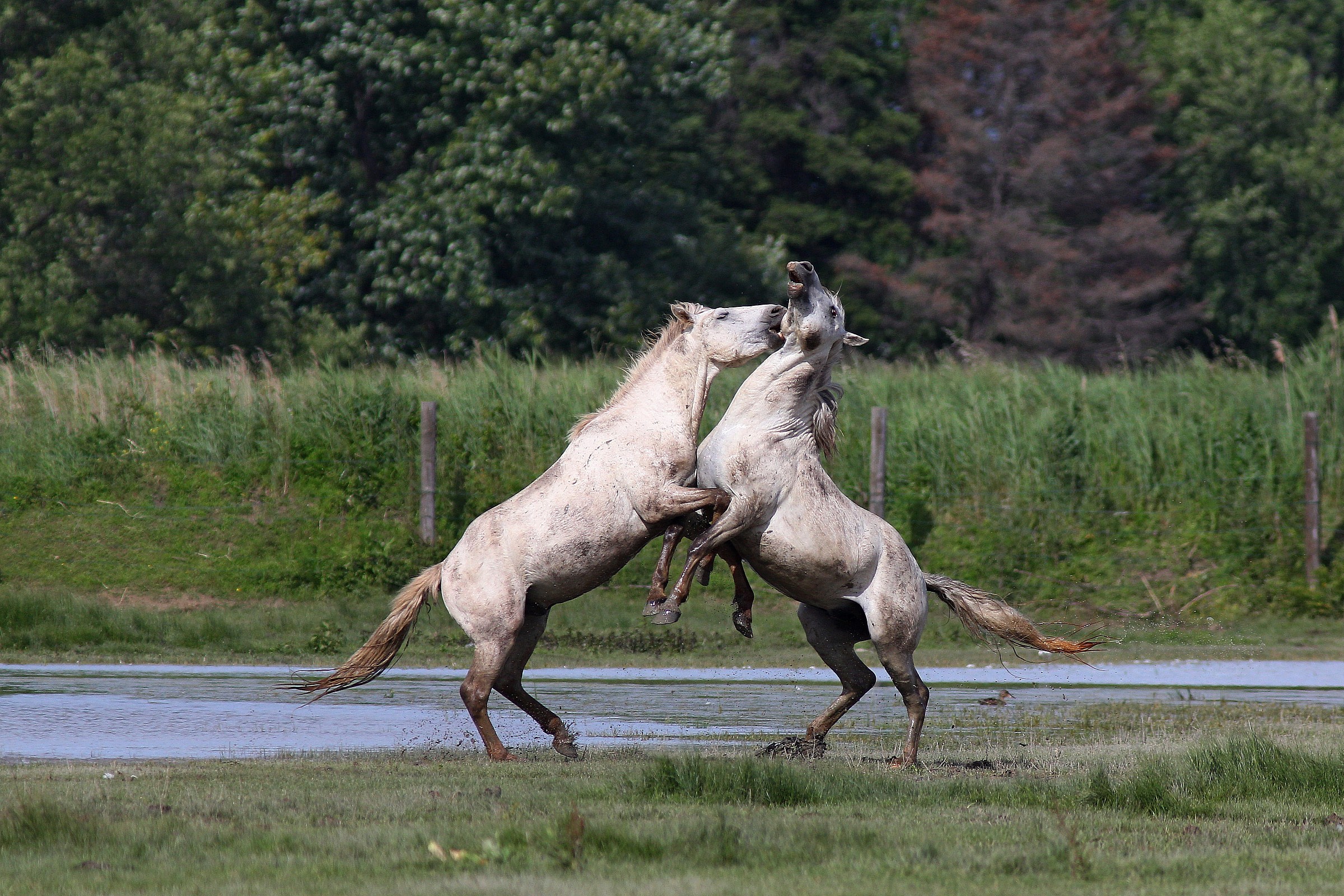 Camargue horses
