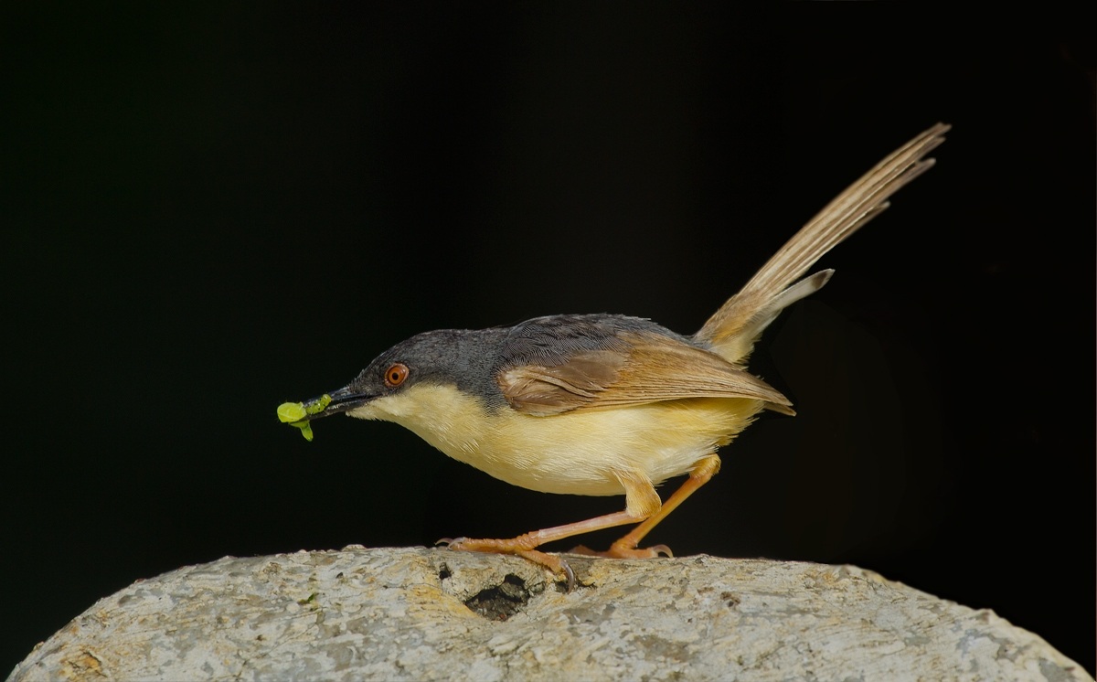 Ashy Prinia.