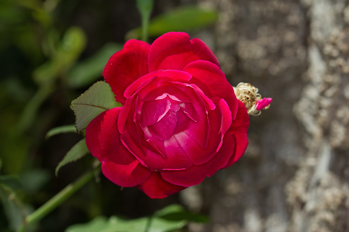 Rosa