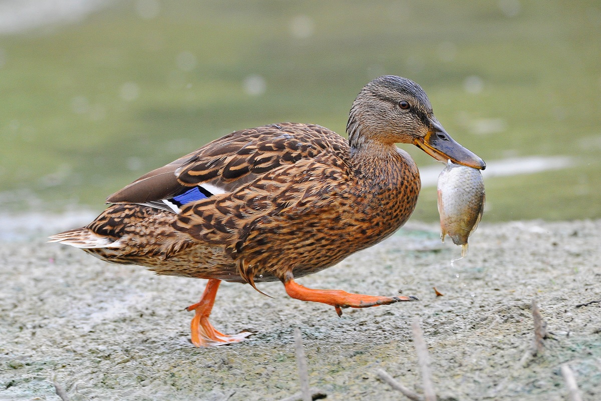Questo lo mangio dopo!