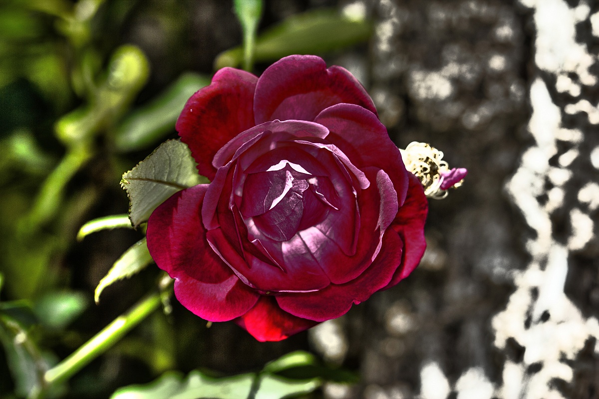 Rosa