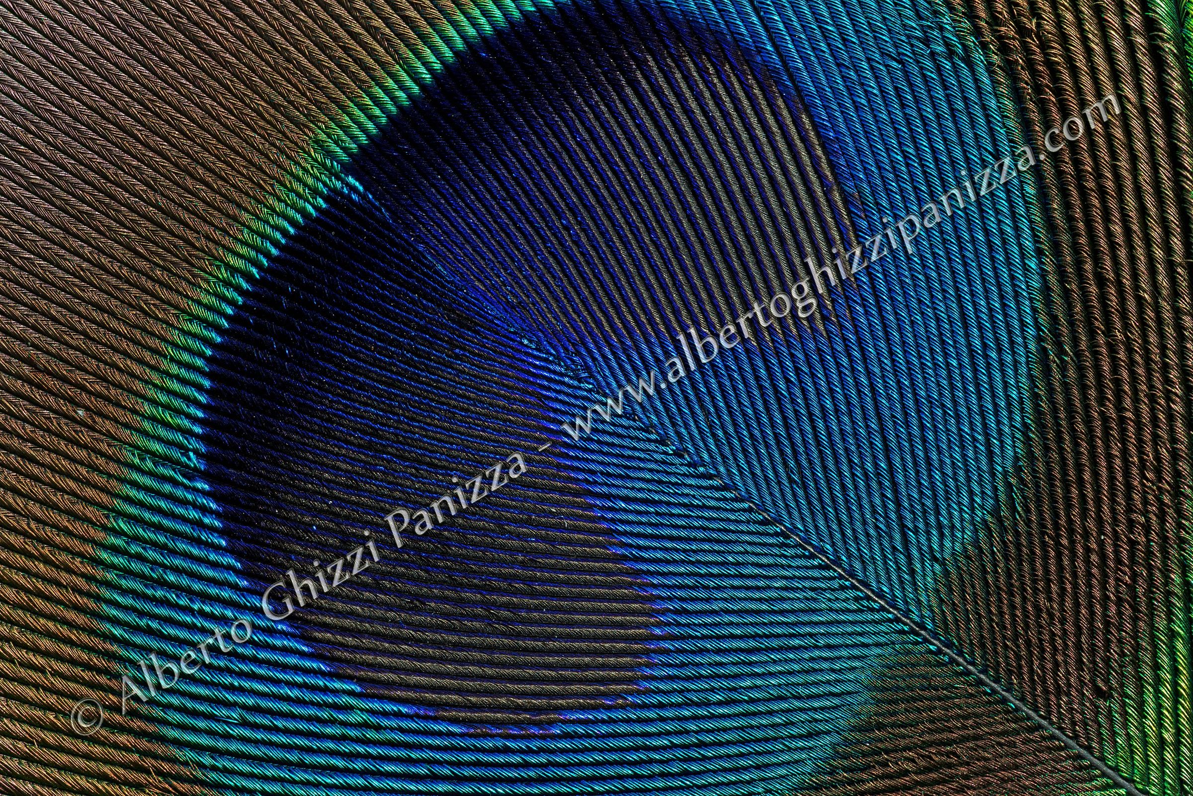 Penna di Pavone - Dettaglio