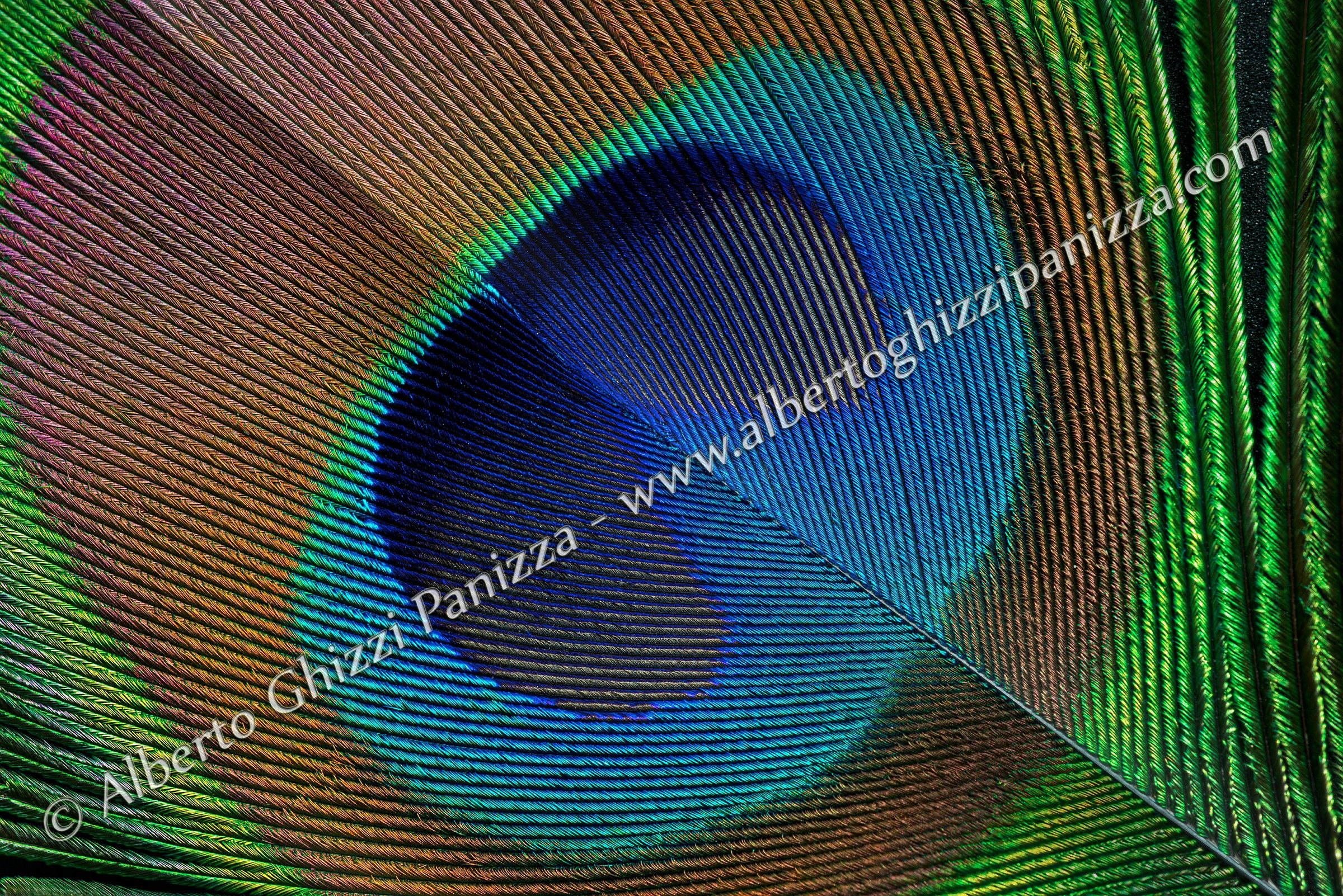 Penna di Pavone - Dettaglio #2