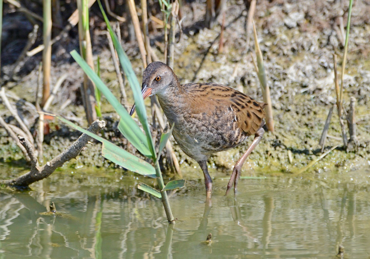 Peccato per il becco!