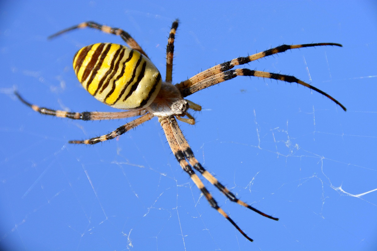 Bandaged Argiope (spider wasp)