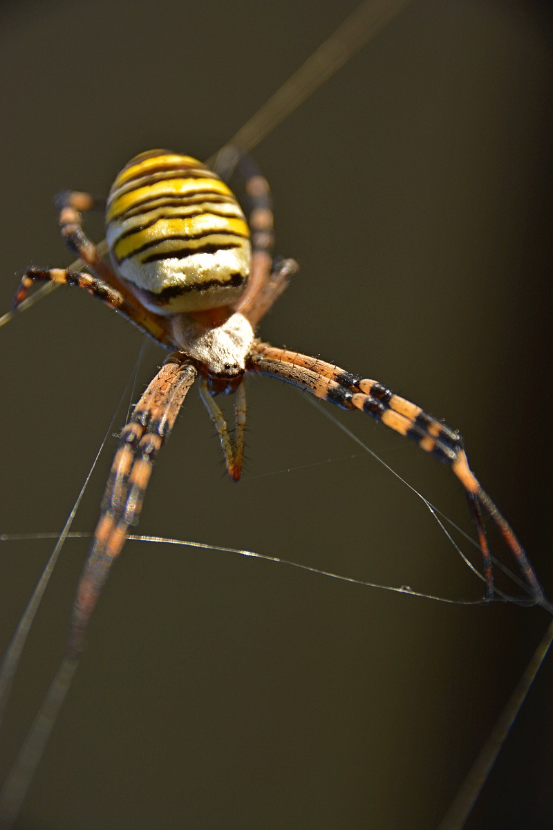 Bandaged Argiope (spider wasp)