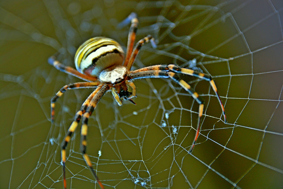 Bandaged Argiope (spider wasp)