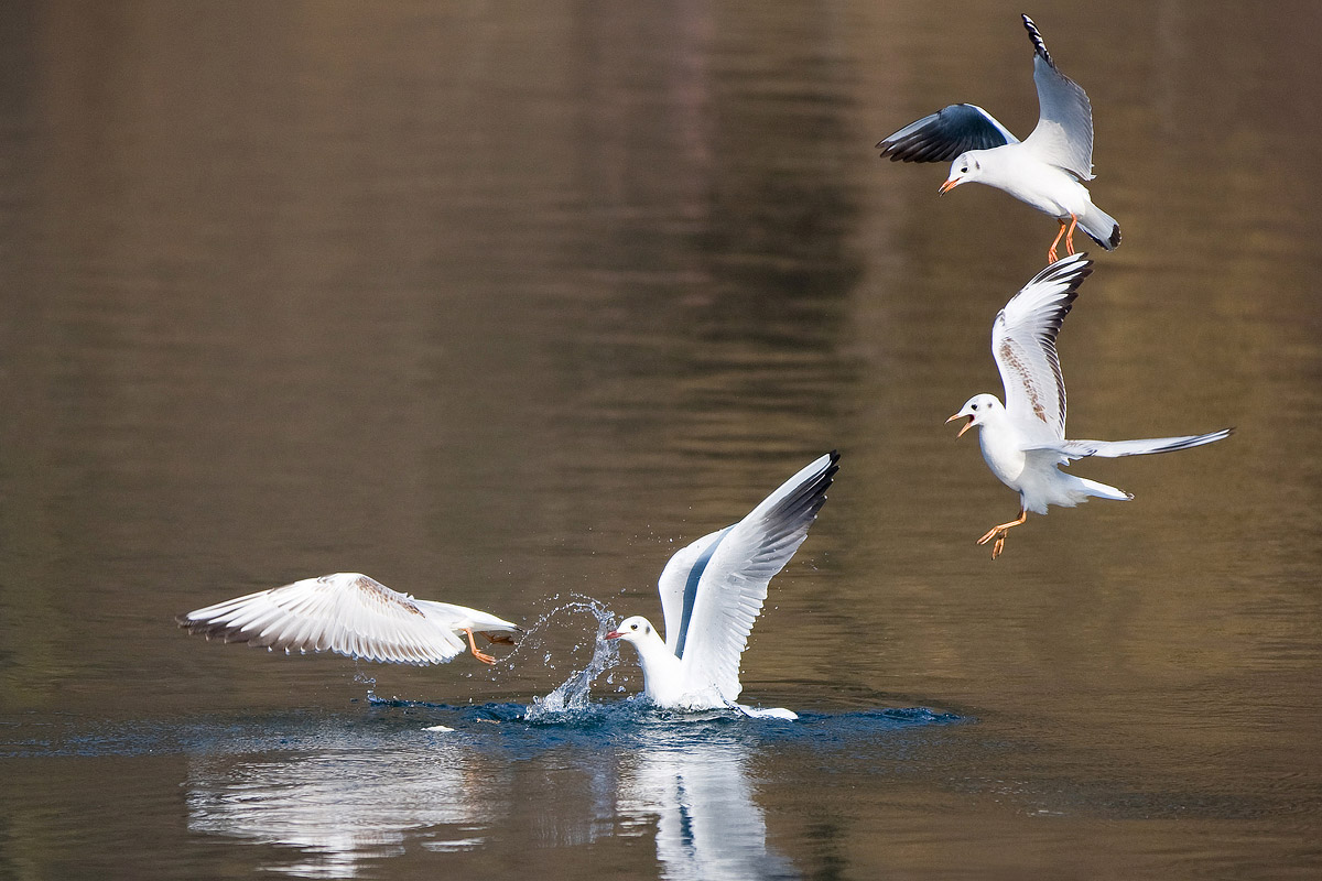 Common Gull (Larus ridibundus)