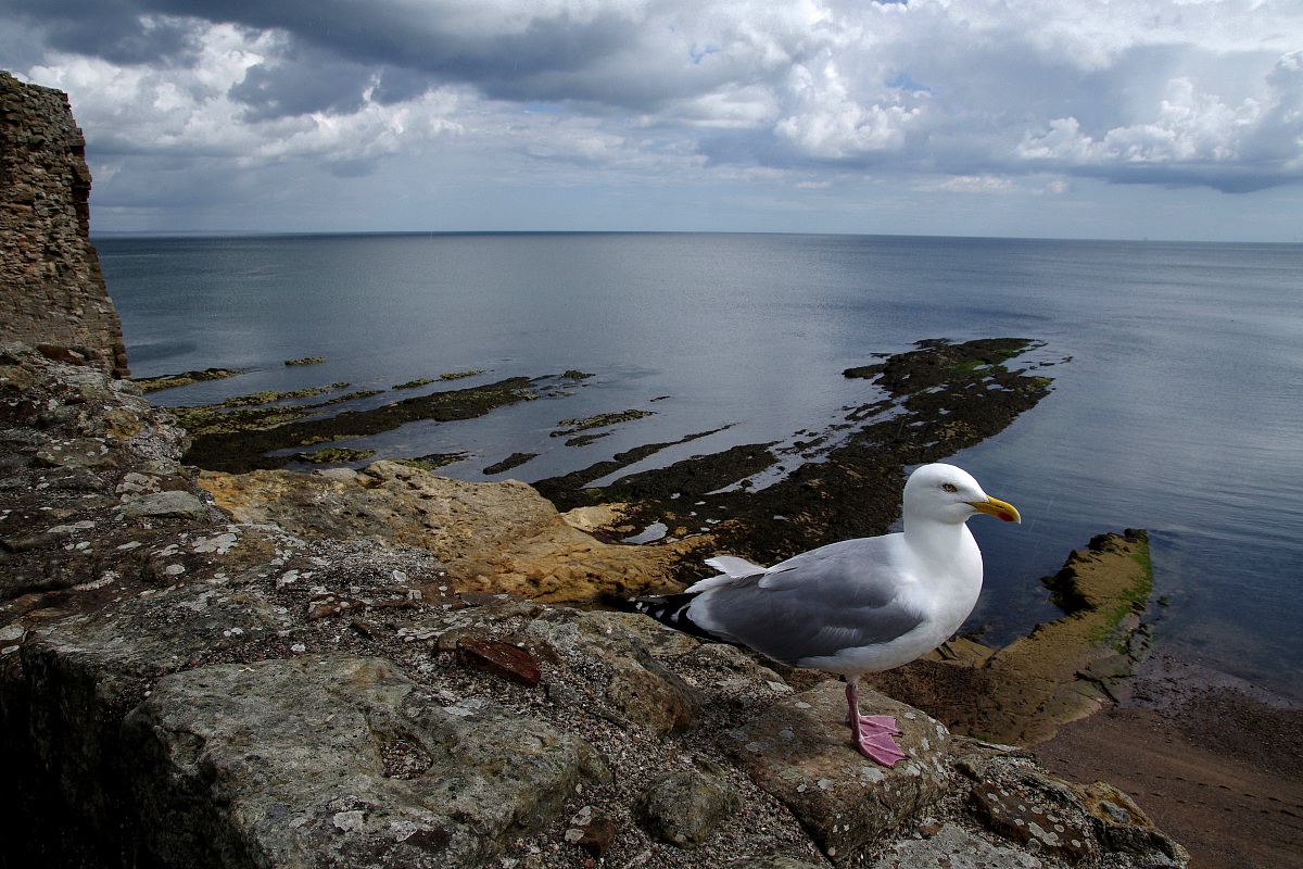 Il Gabbiano e il mare