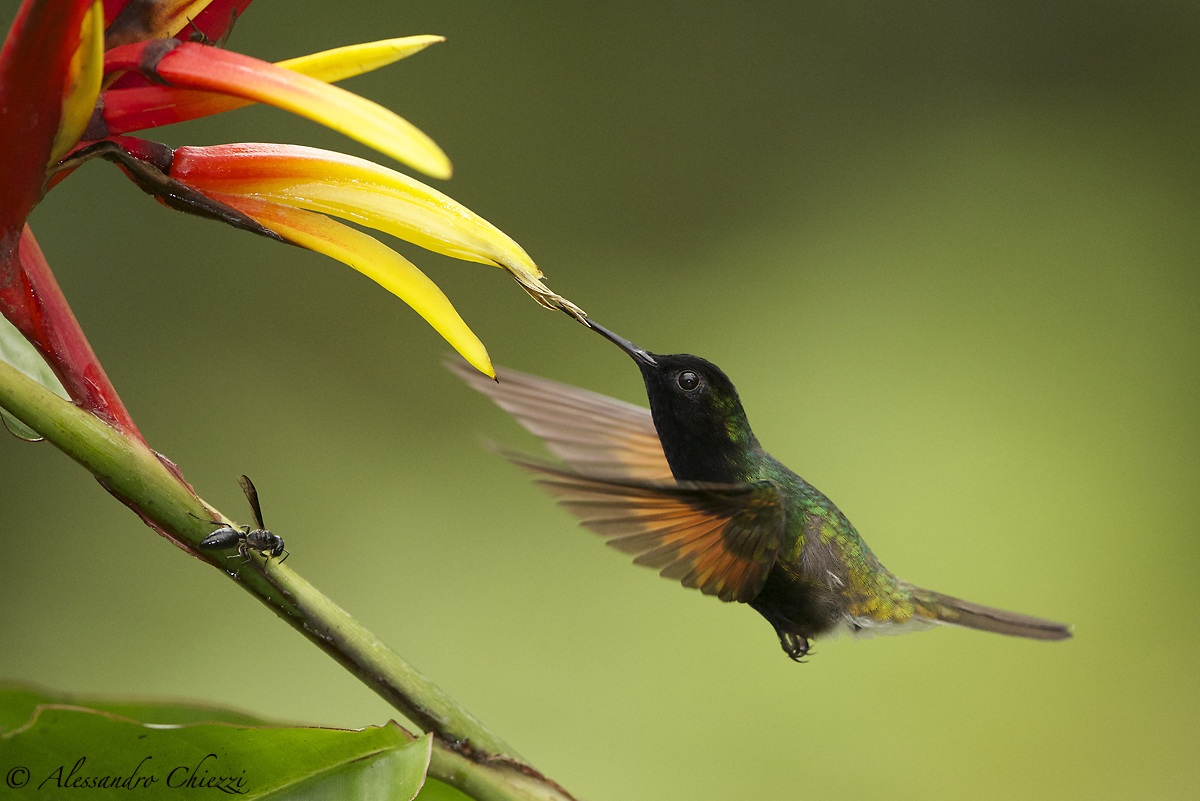 Hummingbird ventregrigio