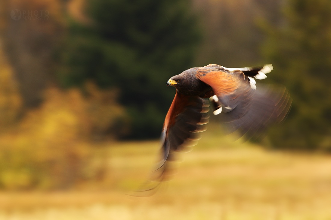 Harris Hawk