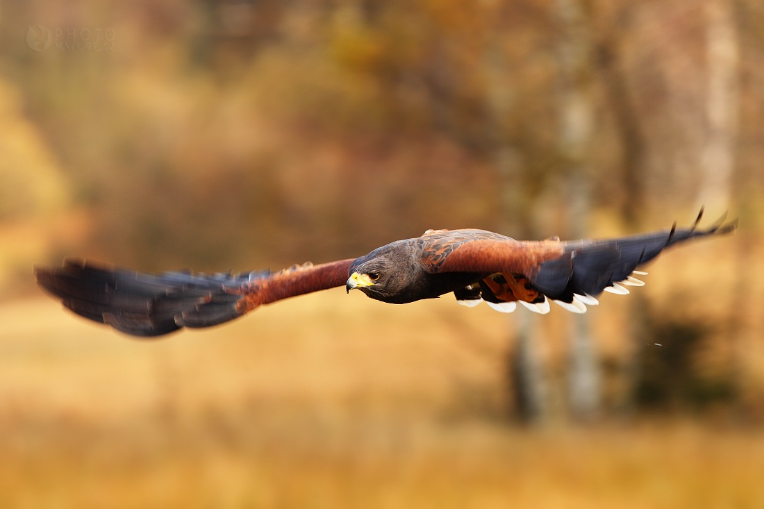 Harris Hawk