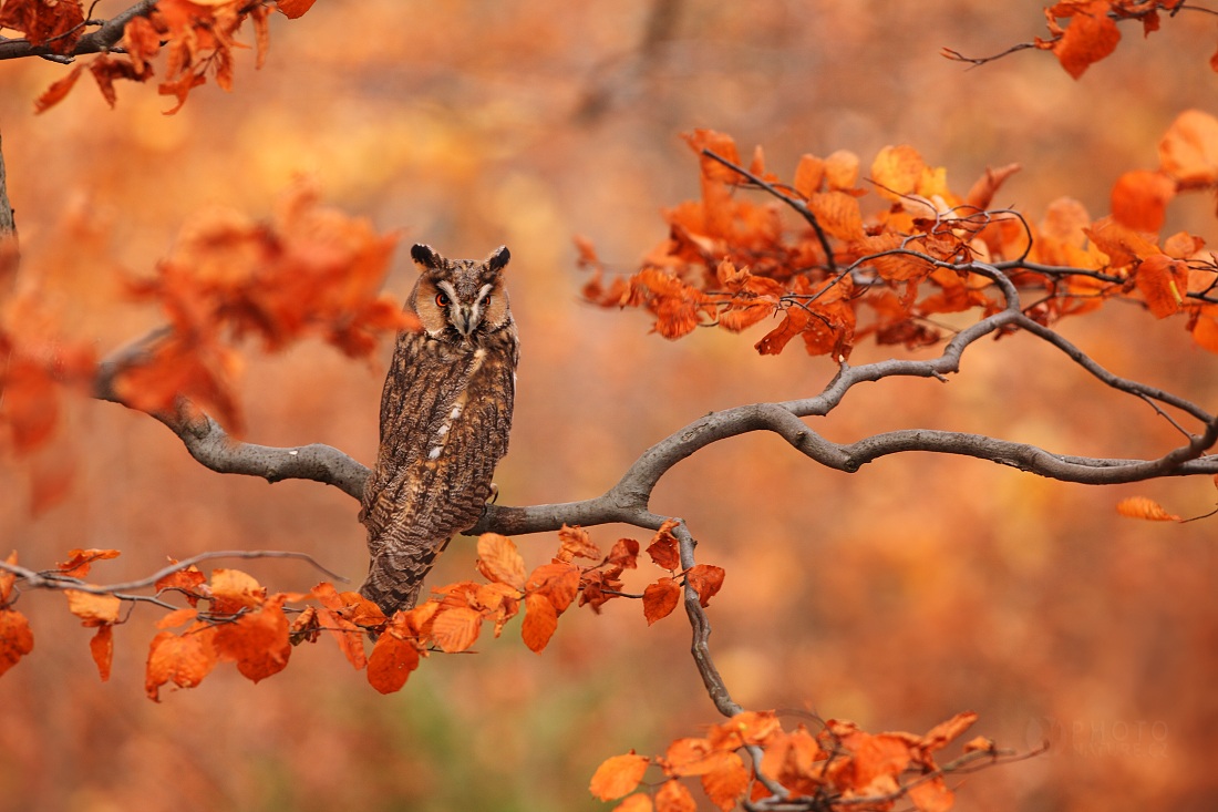 The Long-eared Owl