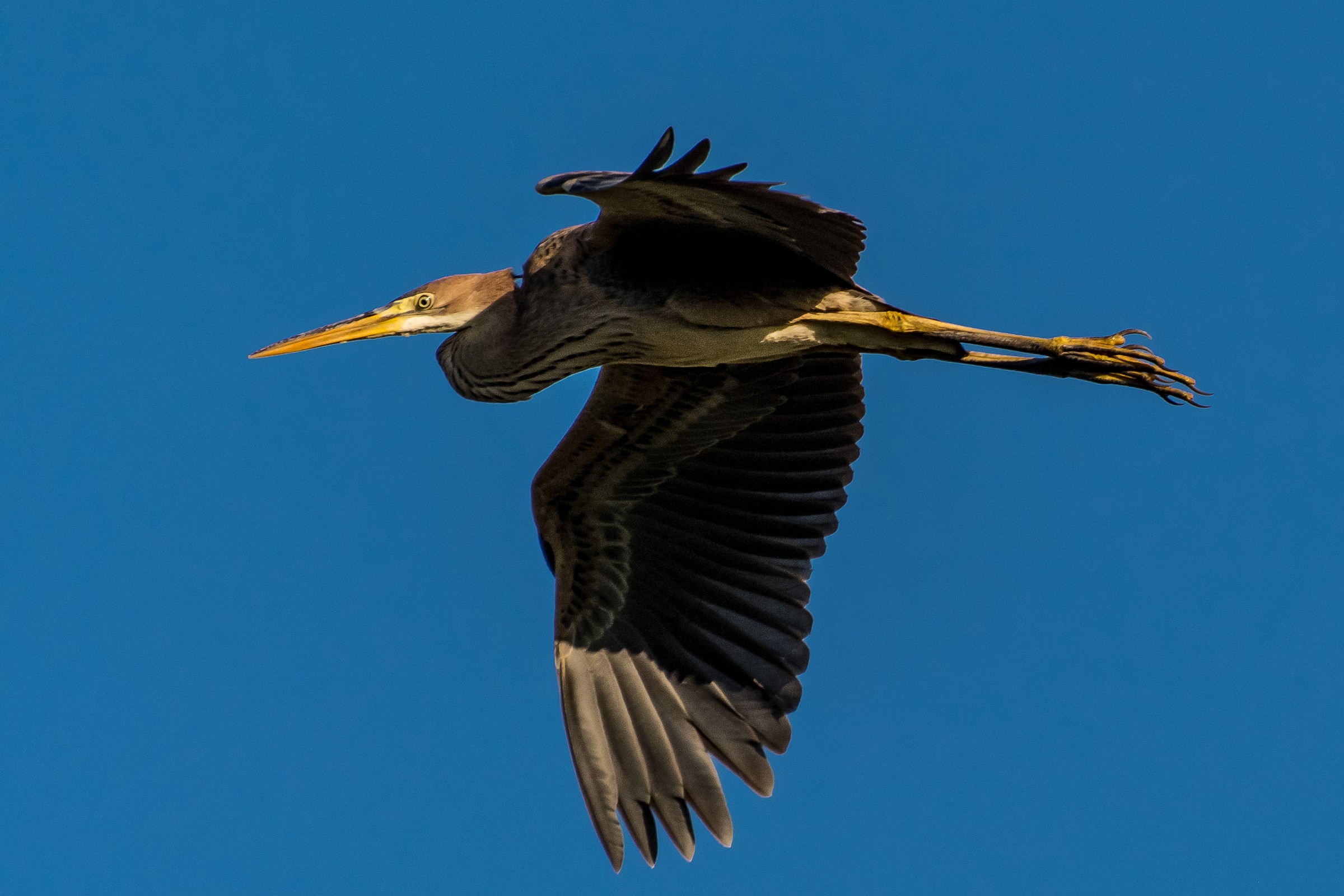 panning e crop sull'airone