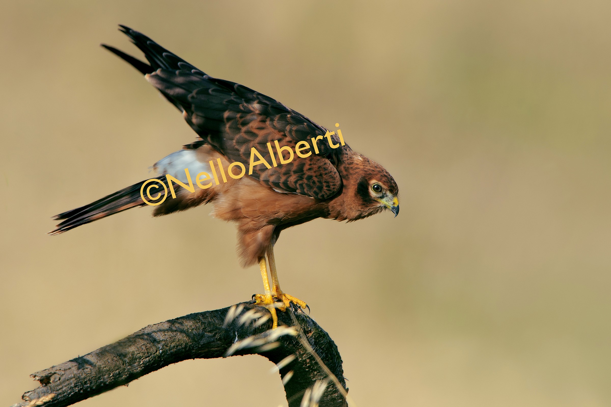 piccolo di Albanella minore